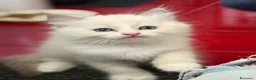 Ragdoll gatti in vendita: Cuccioli ragdoll - Annuncio 4