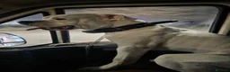 Dogo Argentino cani per accoppiamento: Ciao mi chiamo blanko cerco una cagnolona per me  a Città Metropolitana di Torino - Annuncio 9