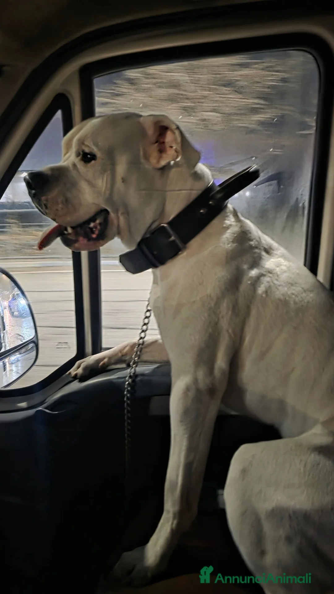 Dogo Argentino cani per accoppiamento: Ciao mi chiamo blanko cerco una cagnolona per me  a Città Metropolitana di Torino - Annuncio 9
