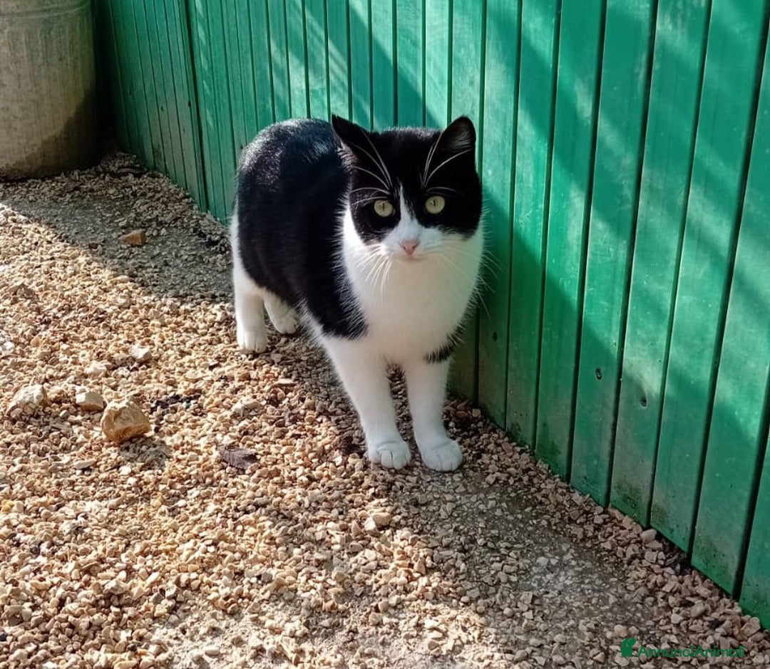 Altre razze gatti in regalo: PESCA E PRUGNA a Città metropolitana di Roma Capitale - Annuncio 1