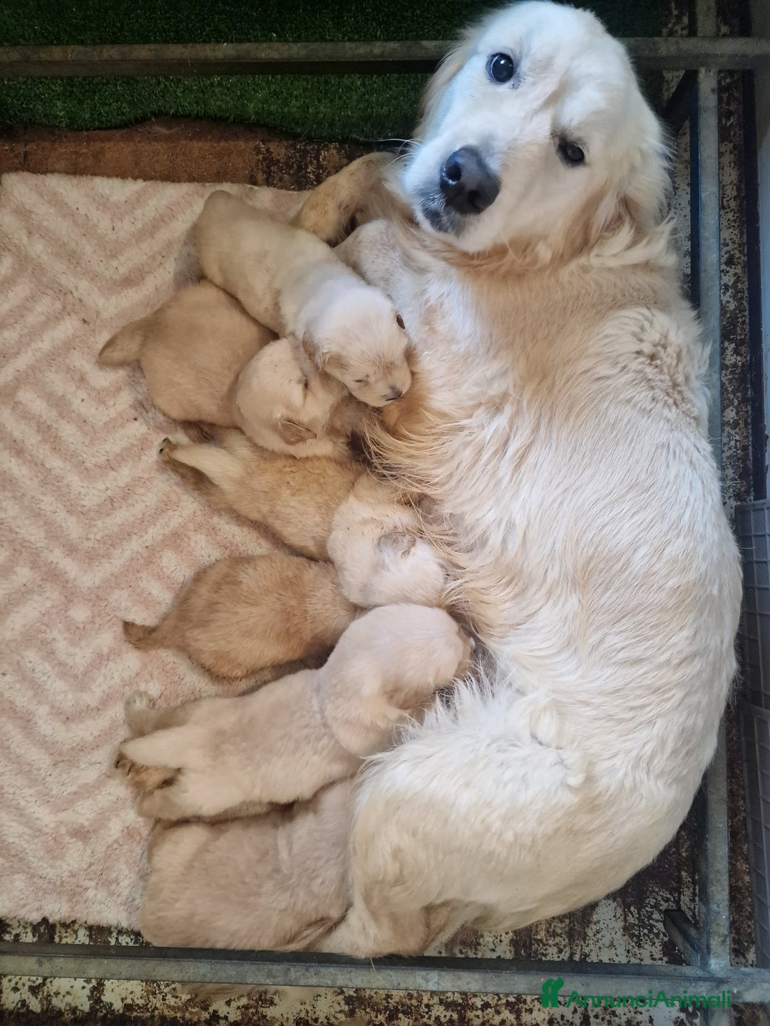 Golden Retriever cani in vendita: CUCCIOLI DI GOLDEN RETRIEVER MARINA LAB - Annuncio 4