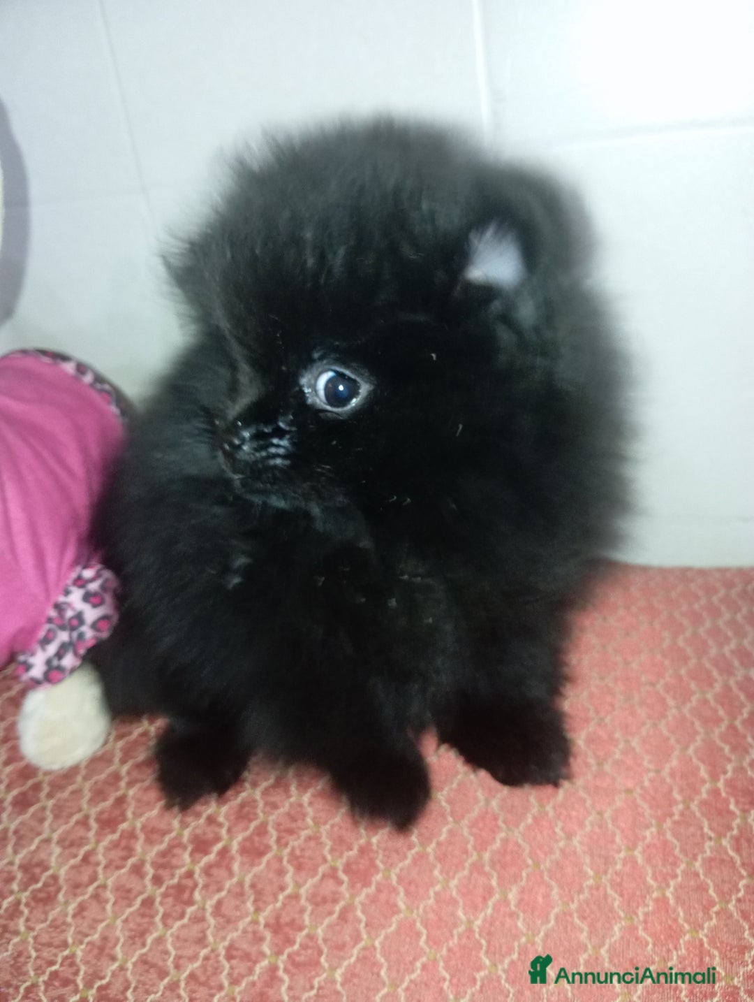 Volpino Pomerania cani in vendita: CUCCIOLA DI POMERANIA  - Annuncio 6