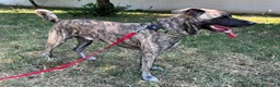 Meticcio cani in regalo: VITO CERCA CASA - Annuncio 1