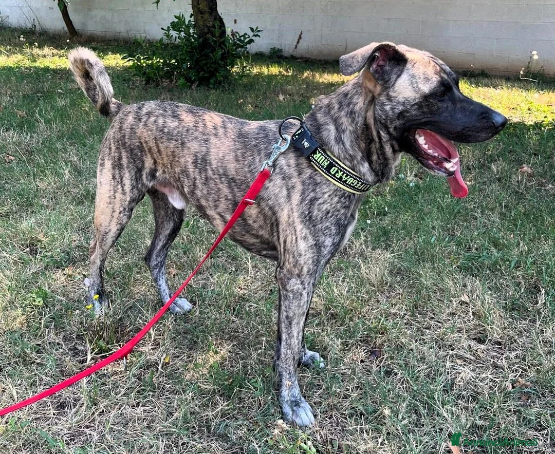 Meticcio cani in regalo: VITO CERCA CASA - Annuncio 1
