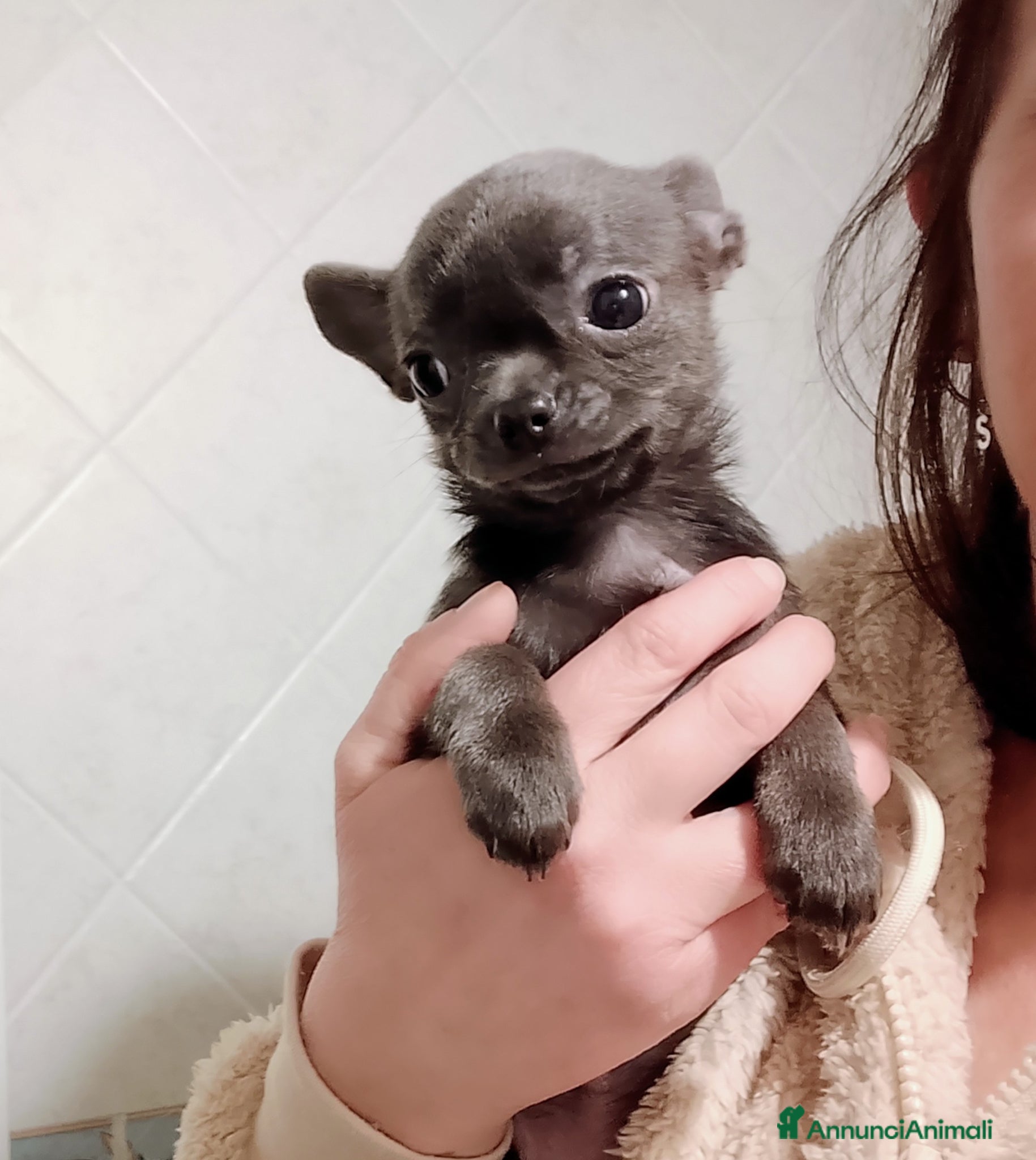 Chihuahua cani Chihuahua con pedigree ENCI  - Annuncio 2