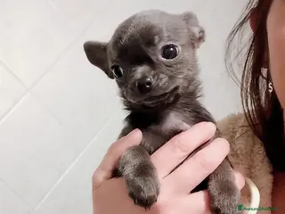 Chihuahua cani Chihuahua con pedigree ENCI - Annuncio 2