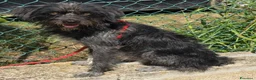 Meticcio cani in regalo: 1 anno, maschietto, 16/17 chili  - Annuncio 2