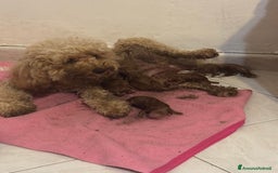 Barboncino cani in vendita: Cuccioli barboncino   a Provincia di Alessandria - Immagine 5