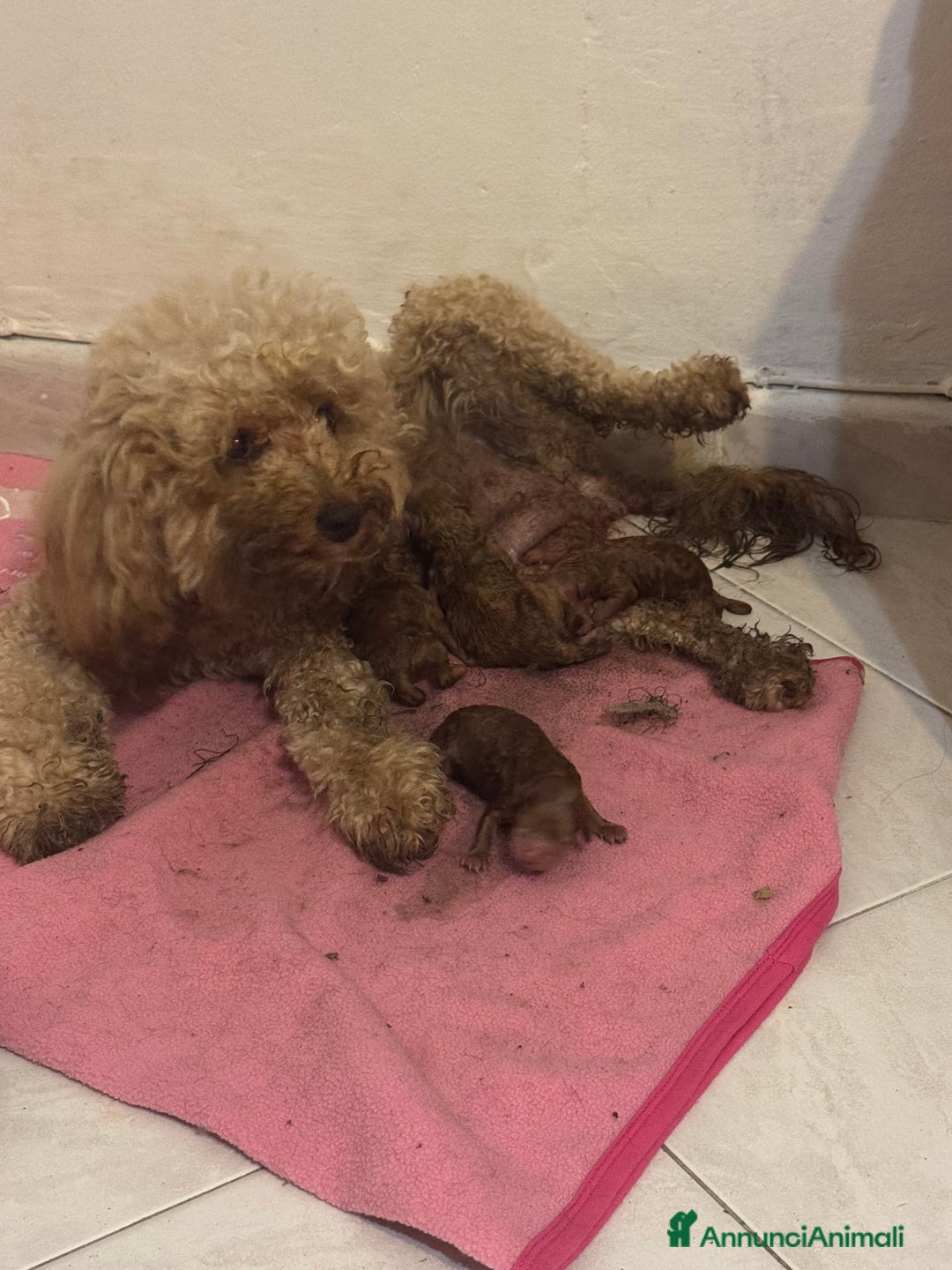 Barboncino cani in vendita: Cuccioli barboncino   a Provincia di Alessandria - Immagine 5