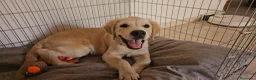 Golden Retriever cani in vendita: Golden retriver 100% linea inglese  - Annuncio 9