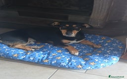 Segugio cani in regalo: Regalo cucciolo  - Immagine 1