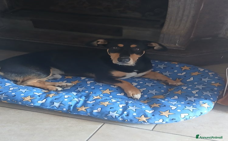 Segugio cani - Annuncio 12