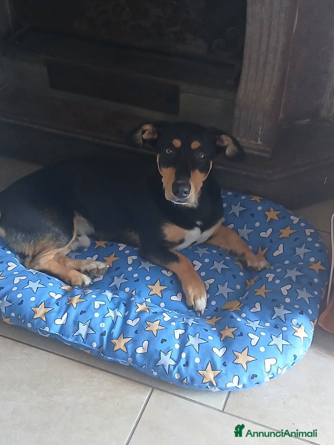 Segugio cani in regalo: Regalo cucciolo  - Immagine 1