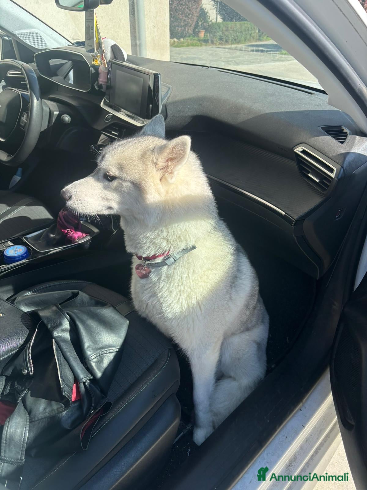 Husky cani Husky di tre mesi - Annuncio 8