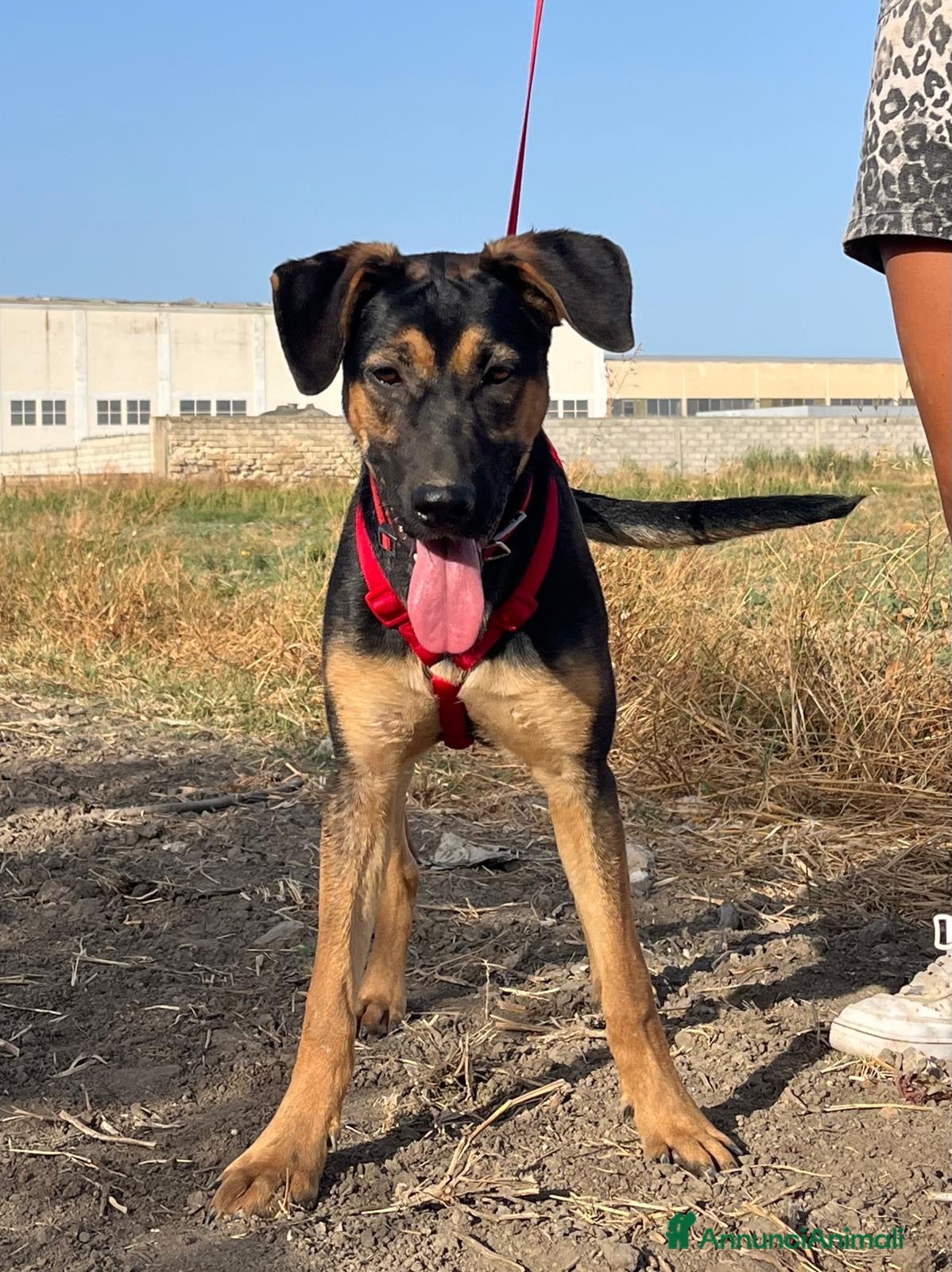 Meticcio cani Mery. - Annuncio 2