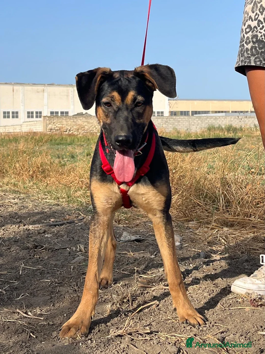 Meticcio cani in regalo: Mery. - Annuncio 2