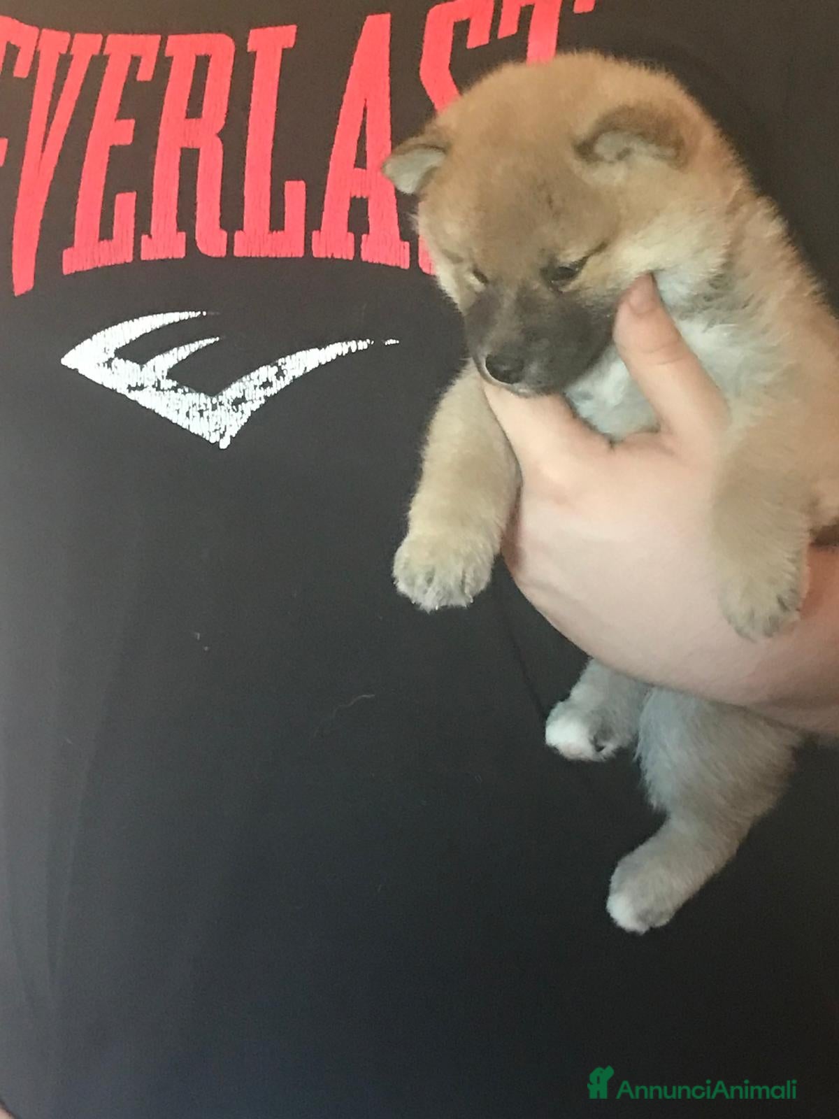 Shiba Inu cani in vendita: Cuccioli shiba Inu stupendi  a Provincia di Ancona - Annuncio 9