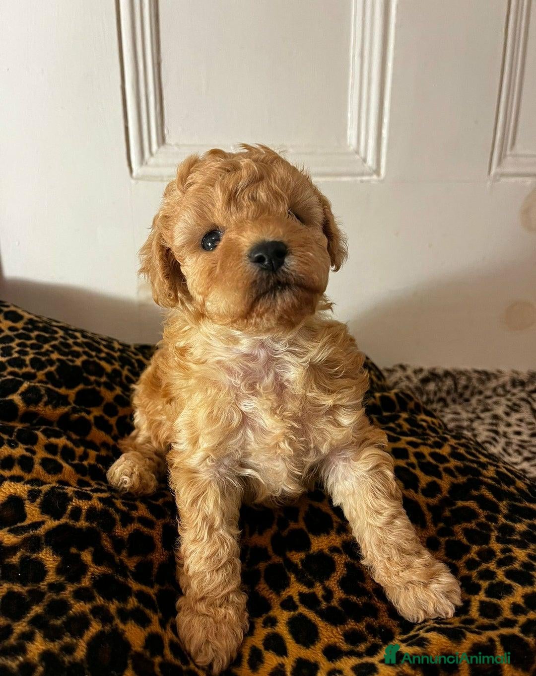 Meticcio cani in vendita: Adorabili cuccioli di Maltipoo - Annuncio 11
