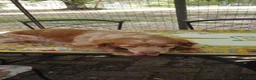 Breton cani in regalo: Anais la dolcezza fatta cane  - Annuncio 7