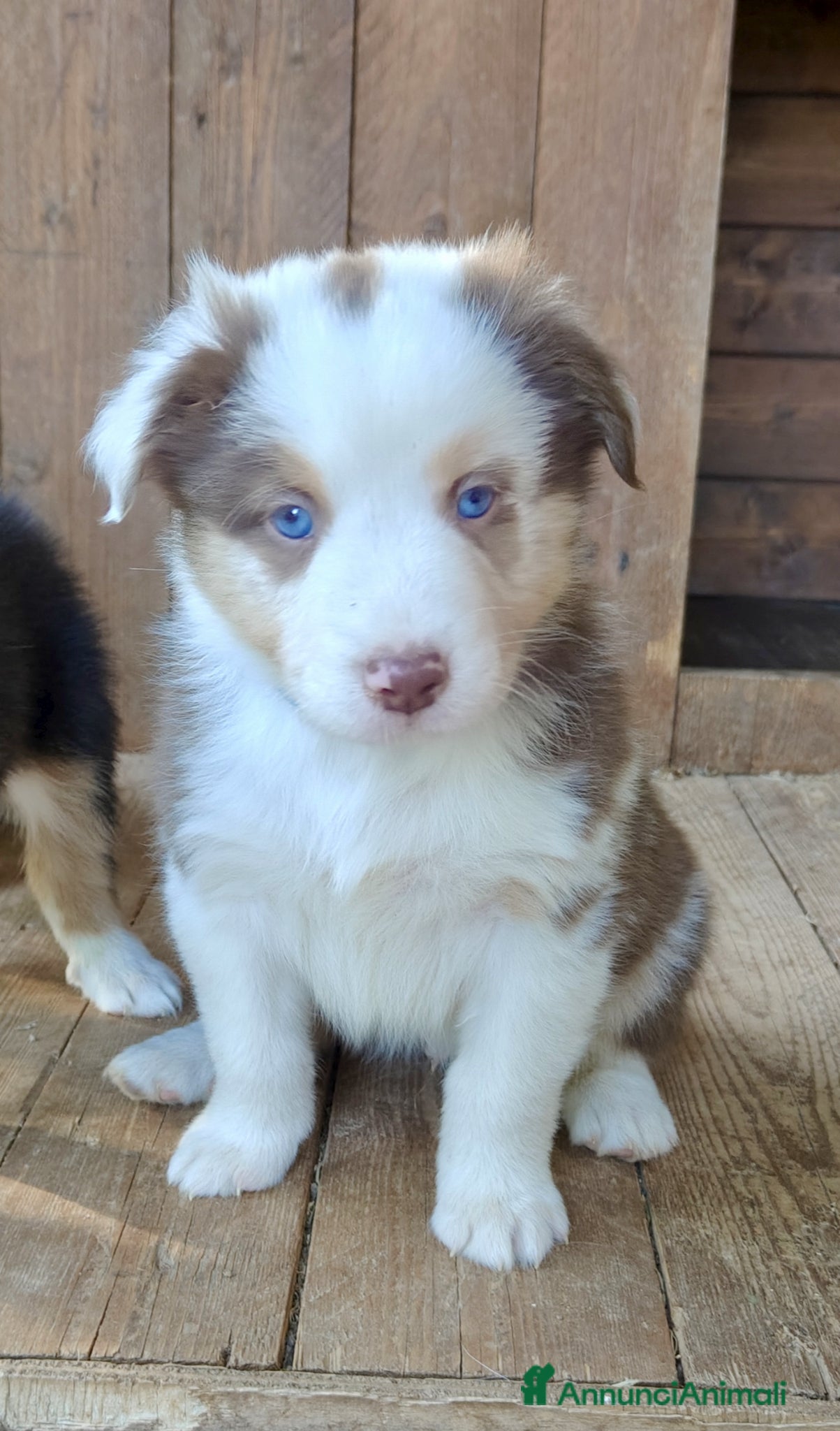 Australian Shepherd cani Bellissimi cuccioli Pastore Australiano - Annuncio 7
