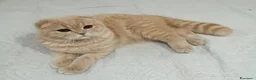 Scottish gatti in vendita: Scottish straight  - Annuncio 2