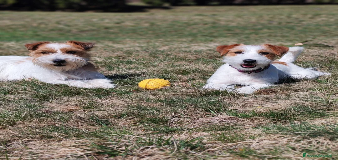 Immagine della galleria {{count}}