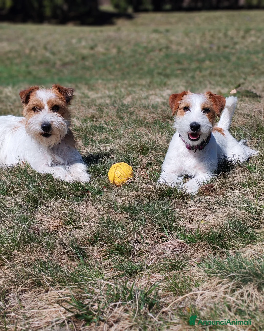 Immagine della galleria {{count}}