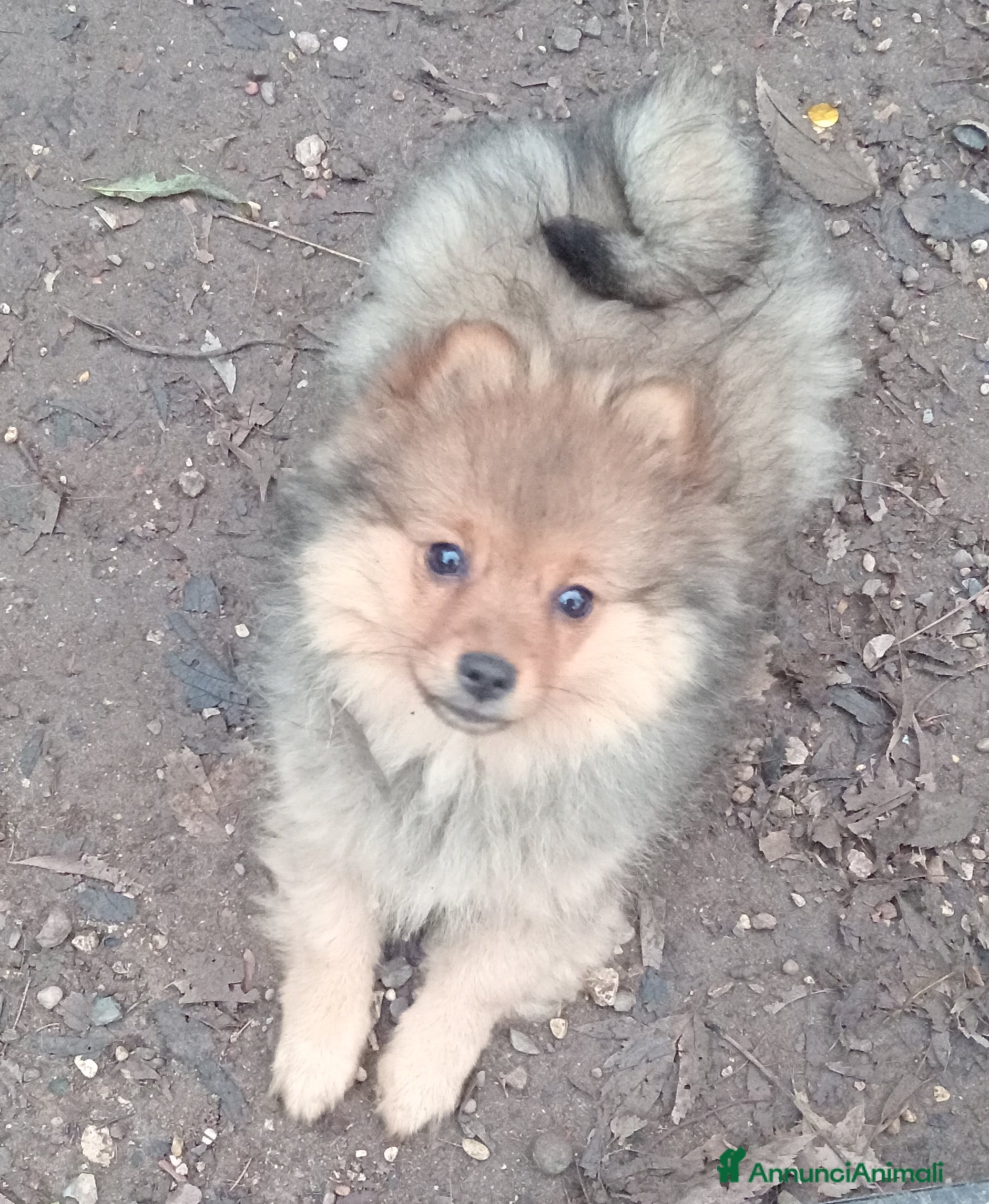 Spitz cani Spitz Piccolo  - Annuncio 34