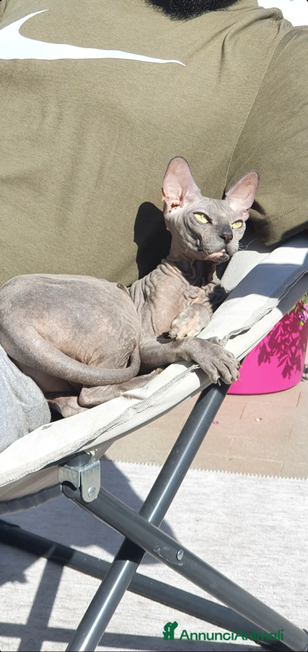 Sphynx gatti in vendita: Sphynx maschietti nude - Annuncio 3