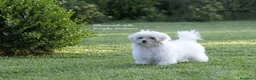 Maltese cani in vendita: MALTESI MINI TOY a Città metropolitana di Milano - Annuncio 2