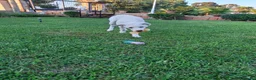 Meticcio cani in regalo: YOSHI 💙 quel sorriso merita una famiglia 😍😍 a Provincia di Brescia - Annuncio 6