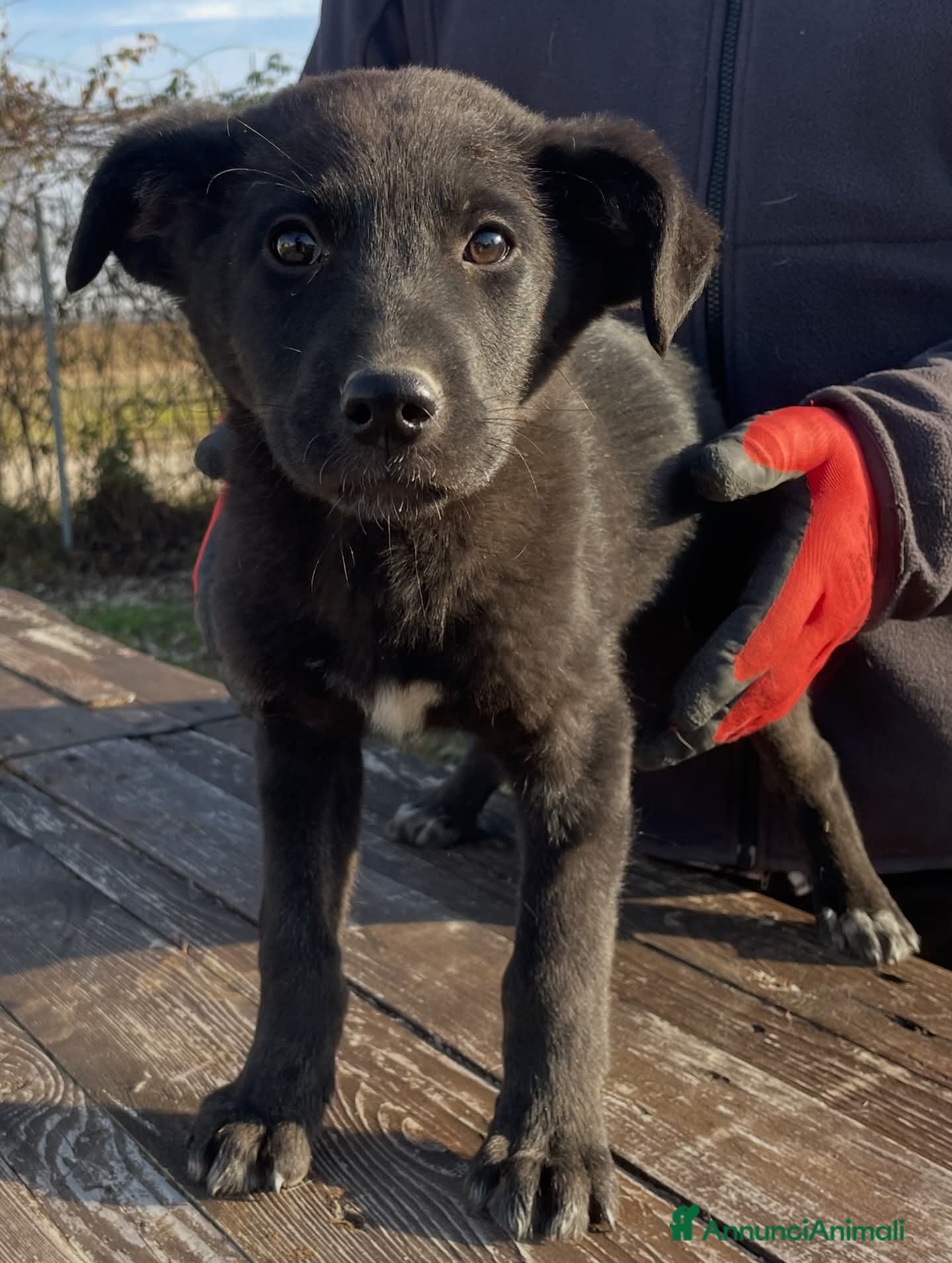 Meticcio cani Adotta Nerina - Annuncio 26