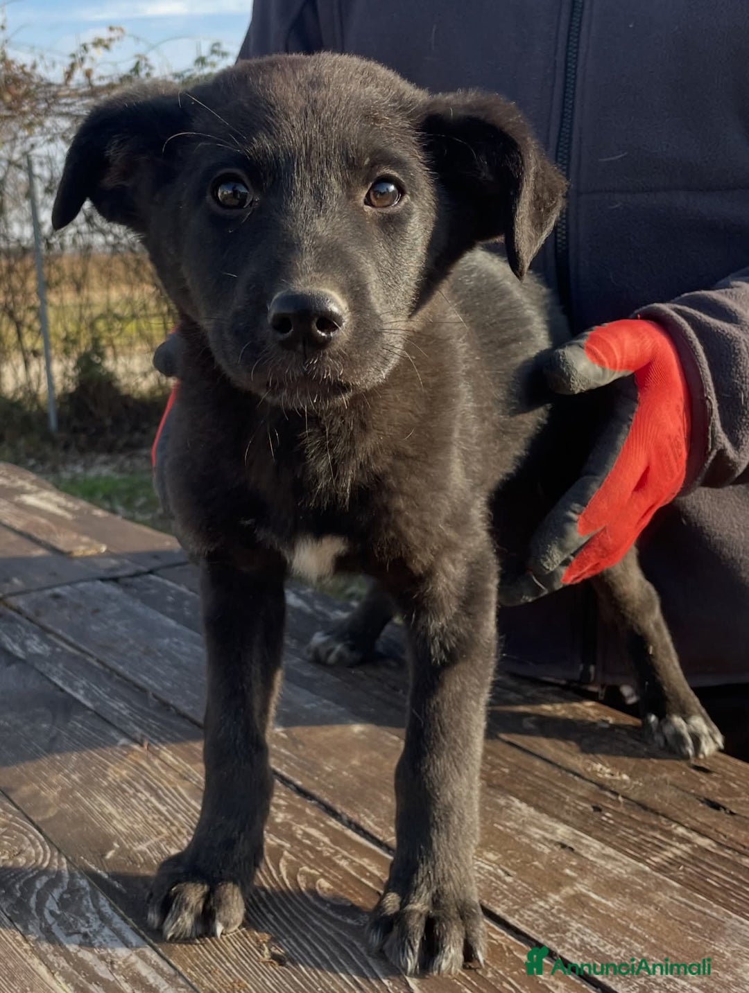 Meticcio cani in regalo: Adotta Nerina - Annuncio 1