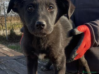 Meticcio cani Adotta Nerina - Annuncio 26