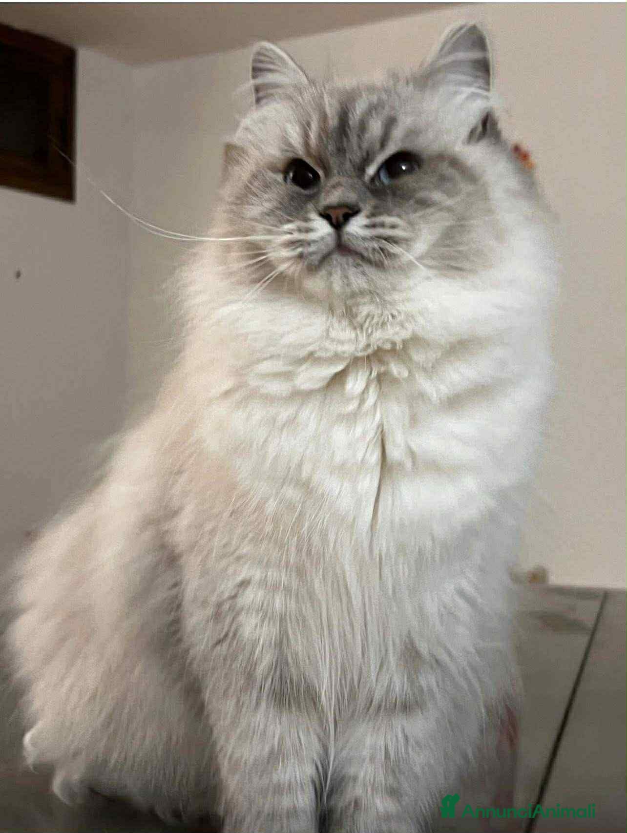 Siberiano gatti Siberiani  - Annuncio 1