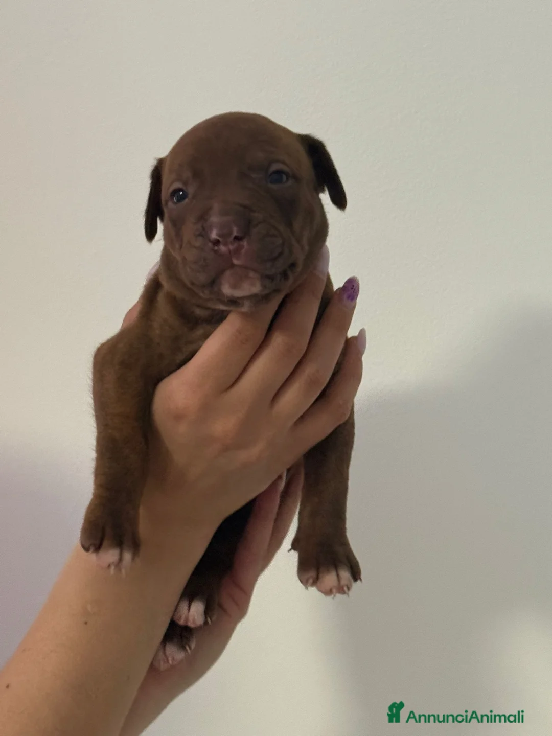 Pitbull cani in vendita: American Pitbull  UKC Terrier Red Nouse - Annuncio 9