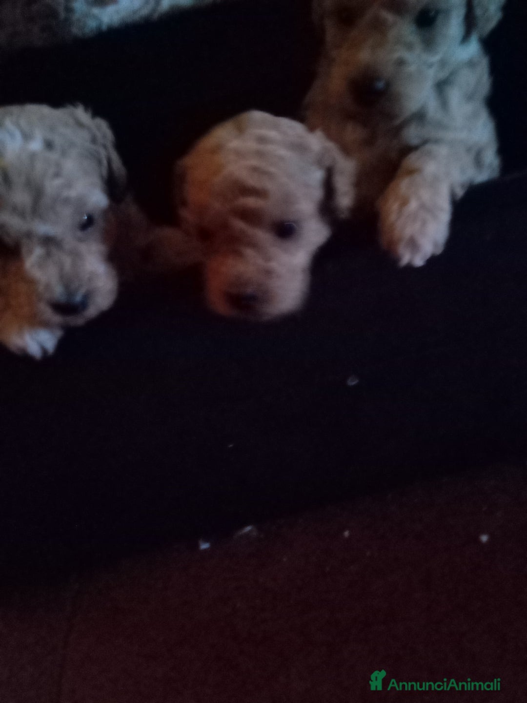 Barboncino Toy cani in vendita: Vendesi cuccioli di Barboncino Toy  - Annuncio 5