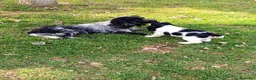 Cocker cani in vendita: Bellissima e simpaticissima femmina cocker spaniel a Provincia di Mantova - Annuncio 1