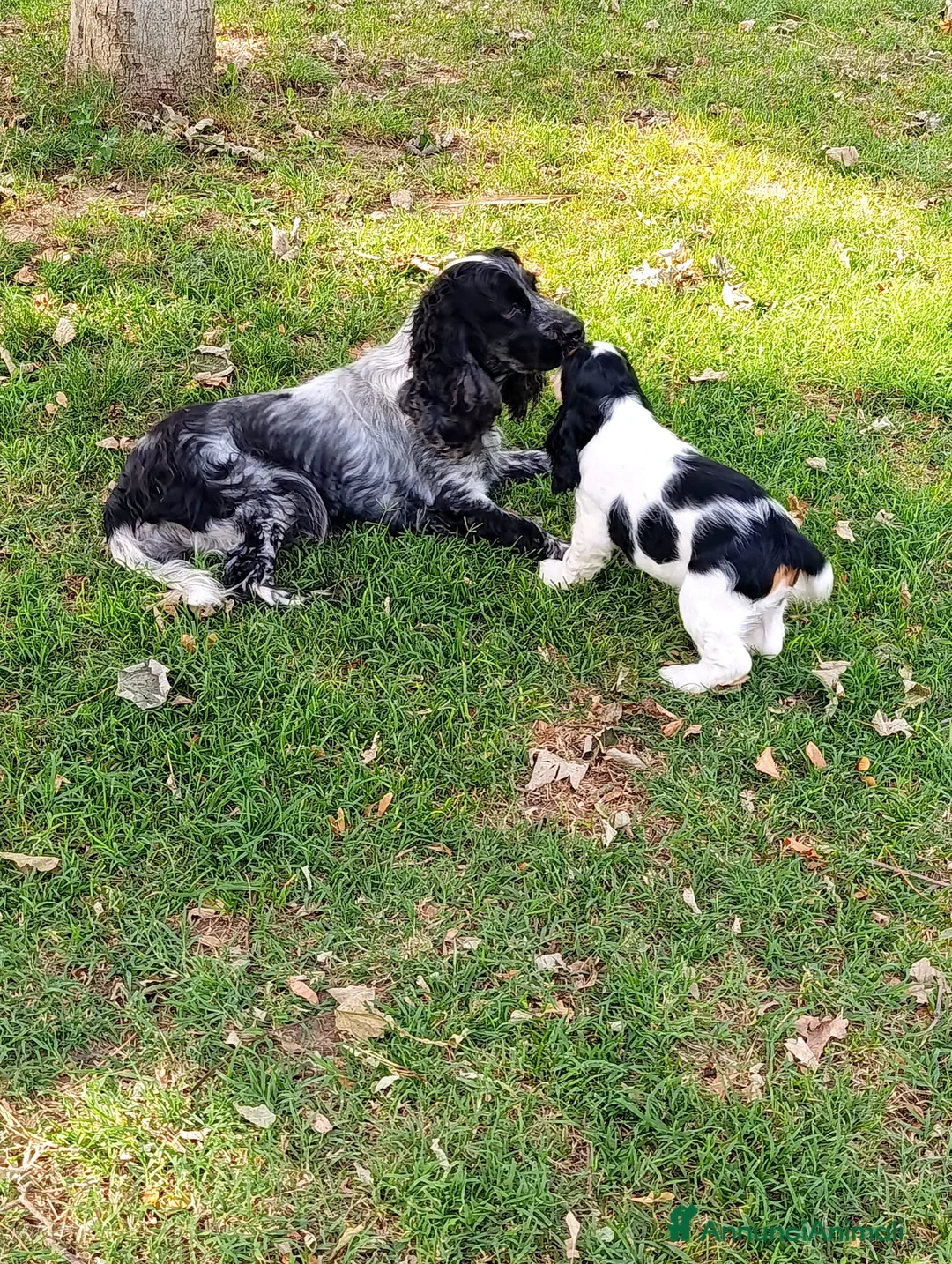 Cocker cani in vendita: Bellissima e simpaticissima femmina cocker spaniel a Provincia di Mantova - Annuncio 1