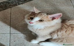 Norvegese gatti in vendita: Norvegese delle foreste cuccioli a Città Metropolitana di Torino - Immagine 4