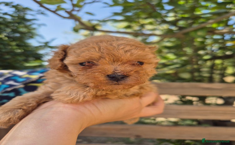 Barboncino Toy cani a Provincia di Avellino - Annuncio 2