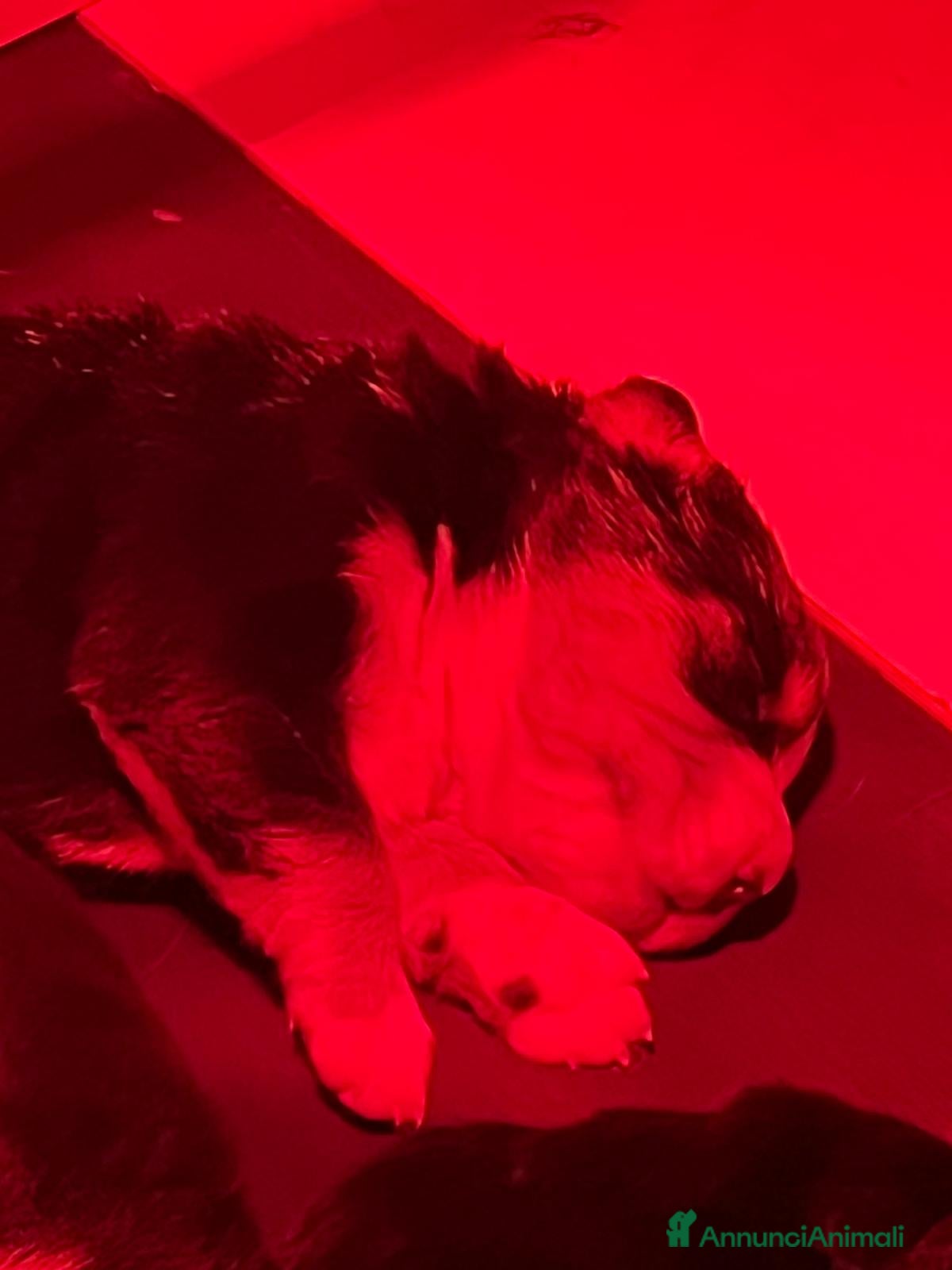 Bovaro del Bernese cani Cucciolo bovaro del bernese - Annuncio 2