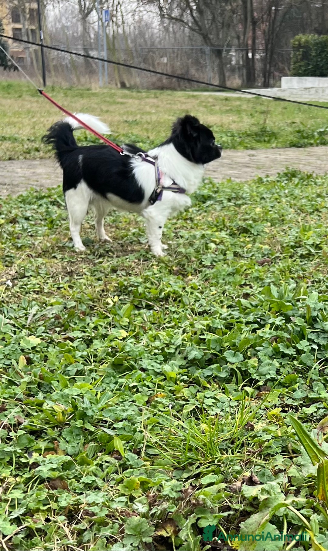 Chihuahua cani in vendita: Chihuahua pedigree Enci femmina pelo lungo - Annuncio 5