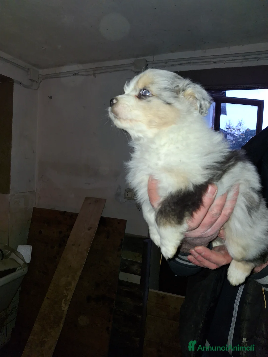 Australian Shepherd cani in vendita: Cedesi cuccioli di australian shepard  - Annuncio 5