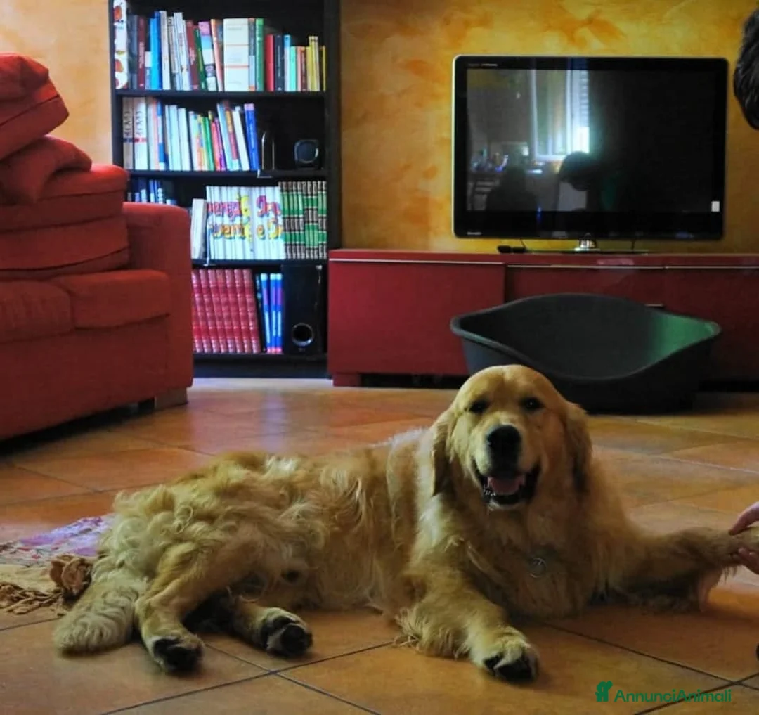 Immagine della galleria {{count}}