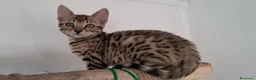 Bengala gatti in vendita: Bengala cuccioli  - Annuncio 10