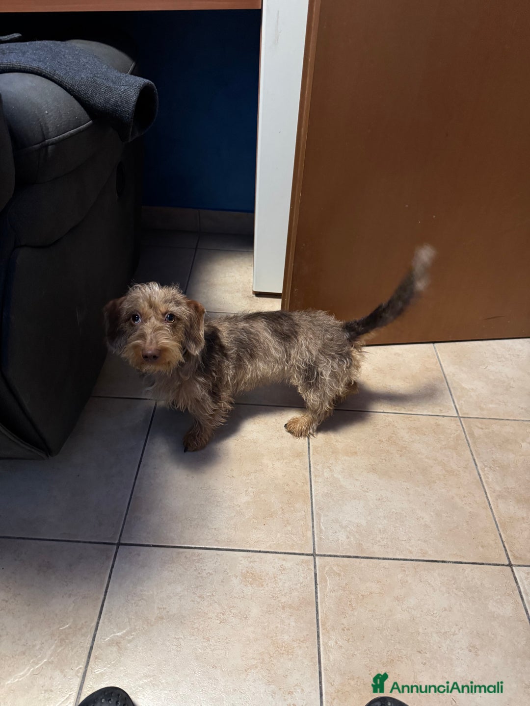 Bassotto cani in regalo: Bassotto nano a pelo duro femmina - Annuncio 3