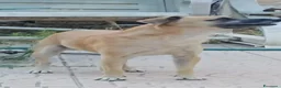 Meticcio cani in regalo: Triade di meticci - Annuncio 11