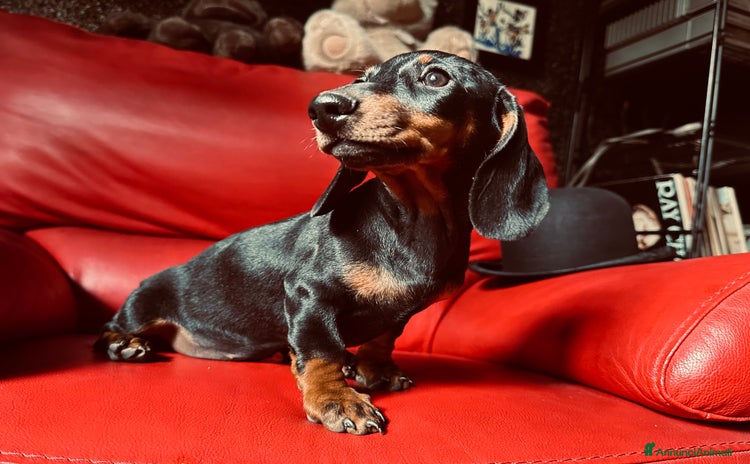 Bassotto cani a Provincia di Asti - Annuncio 10