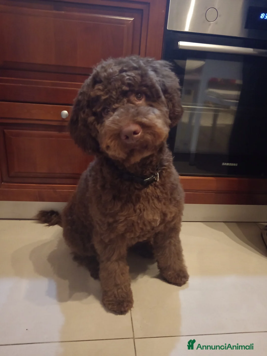 Lagotto cani in vendita: Vendo cucciolo di Lagotto Romagnolo - Annuncio 1